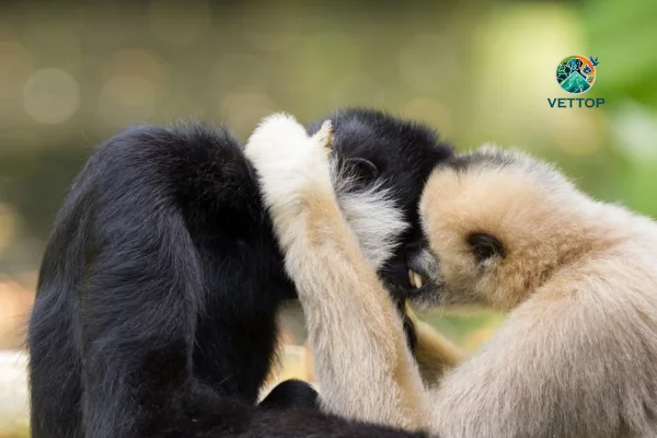 Animais Monogâmicos