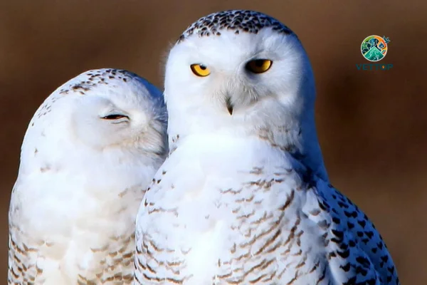Animais Monogâmicos 1vettop% Animais Monogâmicos