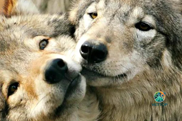 Animais Monogâmicos 2vettop% Animais Monogâmicos