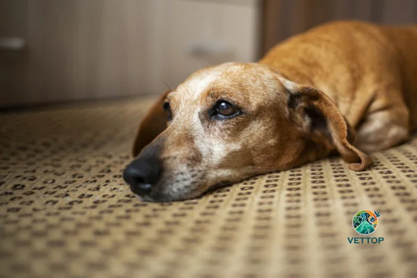 Cachorro Pode Morrer de Tristeza? 2vettop% Cachorro Pode Morrer de Tristeza?