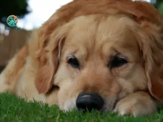 Cachorro Pode Morrer de Tristeza?