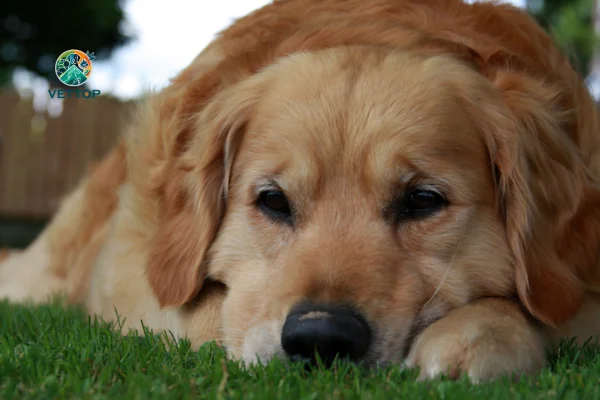 Cachorro Pode Morrer de Tristeza?