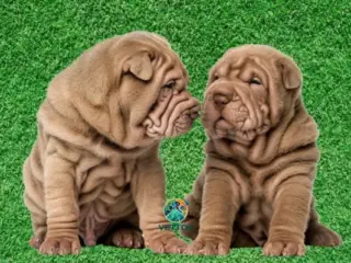 Cachorros Enrugados