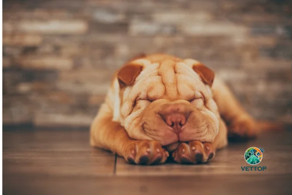 Cachorros Enrugados 1vettop% Cachorros Enrugados
