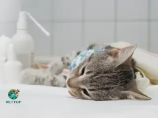Como Curar Queimadura em Gatos