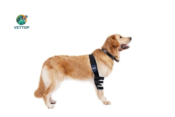 Displasia de Cotovelo em Cães 1vettop% Displasia de Cotovelo em Cães