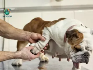 Displasia de Cotovelo em Cães