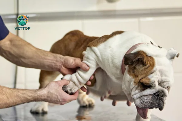 Displasia de Cotovelo em Cães