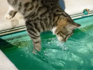 Gato Sabe Nadar?