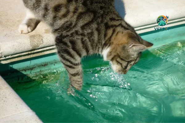 Gato Sabe Nadar?