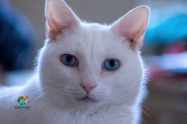 Gato branco de olho azul é surdo? 2vettop% Gato branco de olho azul é surdo
