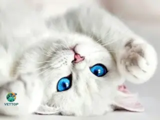 Gato branco de olho azul é surdo