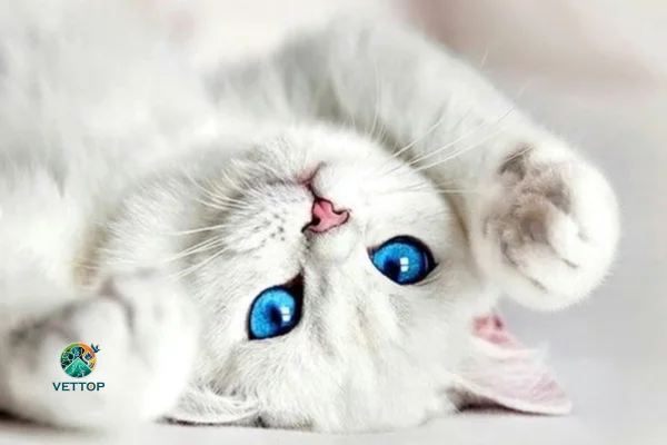 Gato branco de olho azul é surdo?