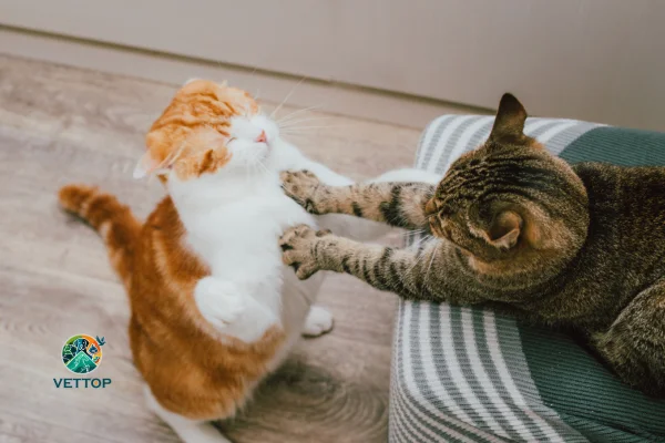 Gato com Ciúmes de Outro Gato 2vettop% Gato com Ciúmes de Outro Gato