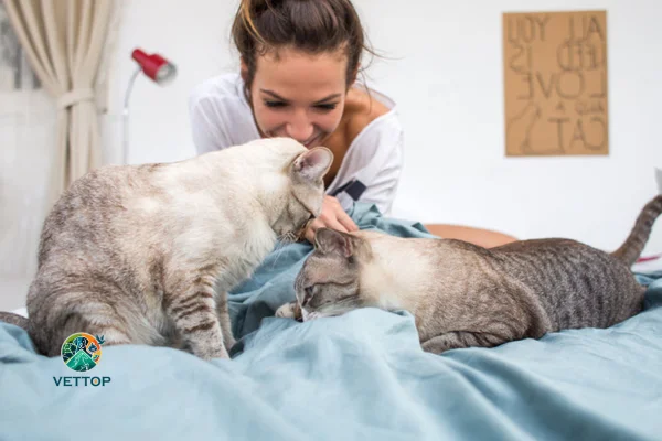 Gato com Ciúmes de Outro Gato 1vettop% Gato com Ciúmes de Outro Gato
