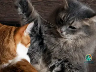 Gato com Ciúmes de Outro Gato