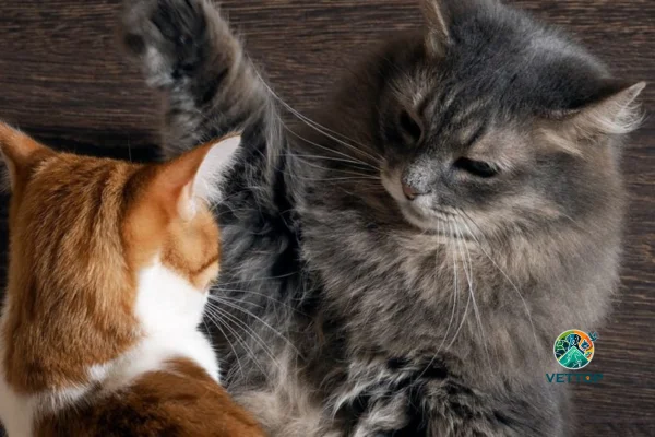 Gato com Ciúmes de Outro Gato