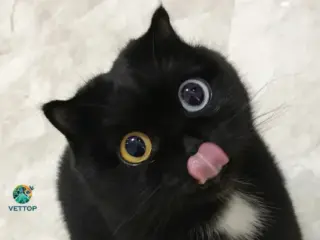 Gato com Heterocromia