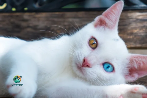 Gato com Heterocromia 1vettop% Gato com Heterocromia