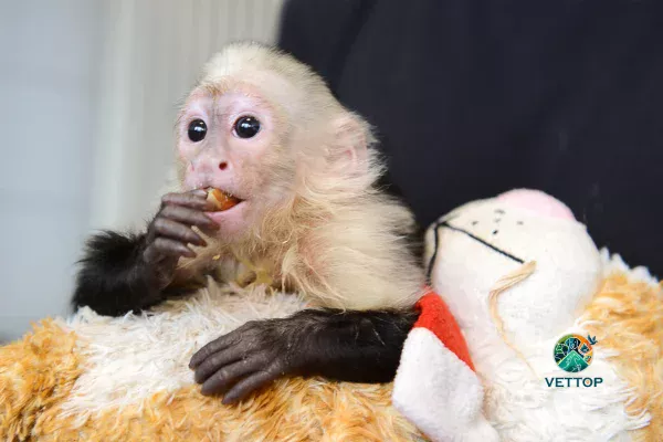 Macaco como Animal de Estimação 2vettop% Macaco como Animal de Estimação