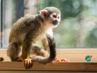 Macaco como Animal de Estimação