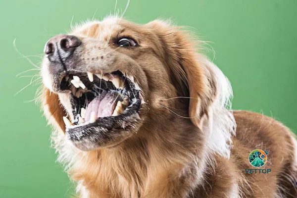 Mudança de Comportamento em Cachorros 1vettop% Mudança de Comportamento em Cachorros