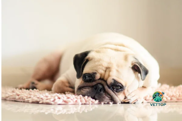Mudança de Comportamento em Cachorros 2vettop% Mudança de Comportamento em Cachorros
