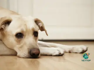 Mudança de Comportamento em Cachorros