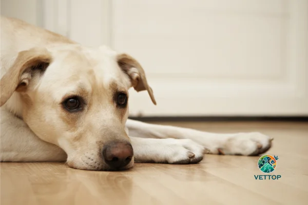 Mudança de Comportamento em Cachorros
