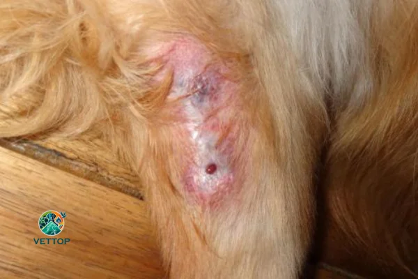 Picada de Aranha em Cachorros 1vettop% Picada de Aranha em Cachorros
