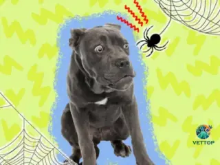 Picada de Aranha em Cachorros
