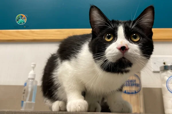 Posso Usar Água Oxigenada no Meu Gato? 1vettop% Posso Usar Água Oxigenada no meu Gato?