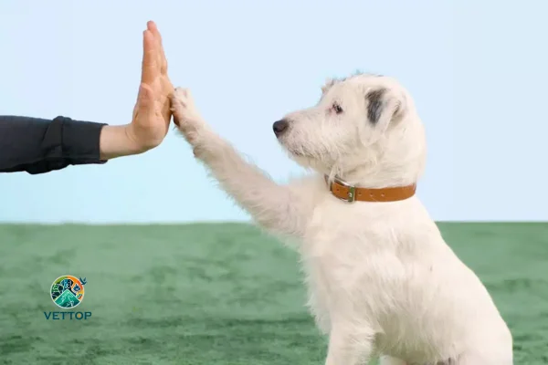 Psicologia Canina 2vettop% Psicologia Canina