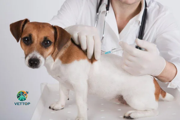 Quantas Vacinas o Cachorro tem que Tomar na Vida 2vettop% Quantas Vacinas o Cachorro tem que Tomar na Vida