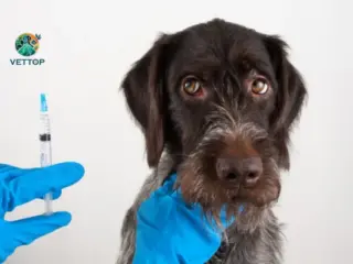 Quantas Vacinas o Cachorro tem que Tomar na Vida