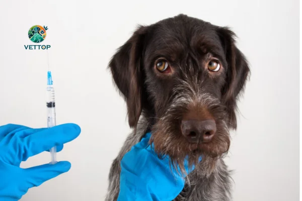 Quantas Vacinas o Cachorro tem que Tomar na Vida