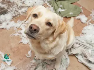 Ansiedade de Separação em Cães
