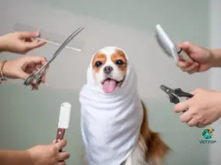 Benefícios da Tosa para o seu Cachorro