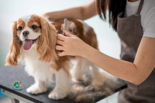 Benefícios da Tosa para o seu Cachorro 1vettop% Benefícios da Tosa para o seu Cachorro