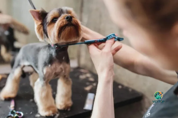 Benefícios da Tosa para o seu Cachorro 2vettop% Benefícios da Tosa para o seu Cachorro