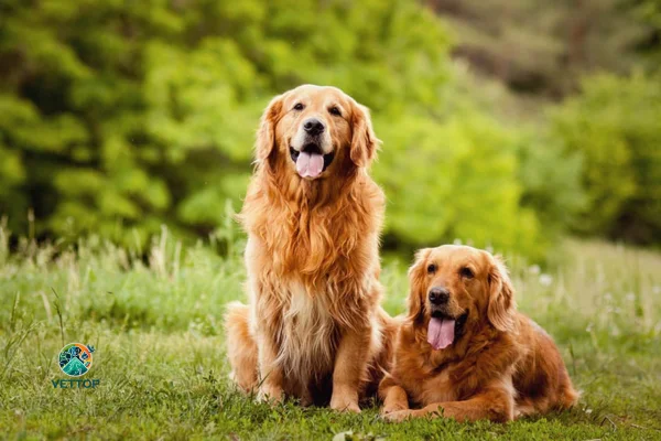 Cachorro Pode Cruzar com a Filha? 1vettop% Cachorro Pode Cruzar com a Filha?