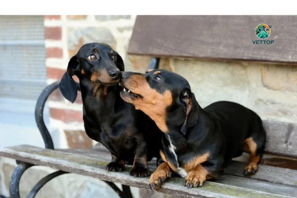 Cachorro Pode Cruzar com a Filha? 2vettop% Cachorro Pode Cruzar com a Filha?