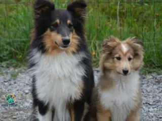 Cachorro Pode Cruzar com a Filha?
