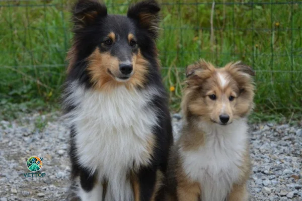 Cachorro Pode Cruzar com a Filha?