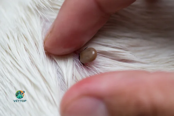 Carrapato de Cachorro Pega em Humano 1vettop% Carrapato de Cachorro Pega em Humano?
