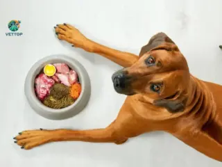 Como dar Proteína para Cachorro
