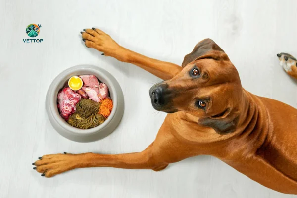Como dar Proteína para Cachorro