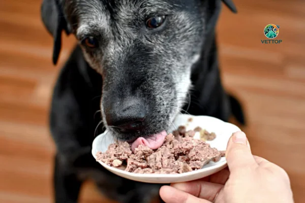Como dar Proteína para Cachorro 2vettop% Como dar Proteína para Cachorro