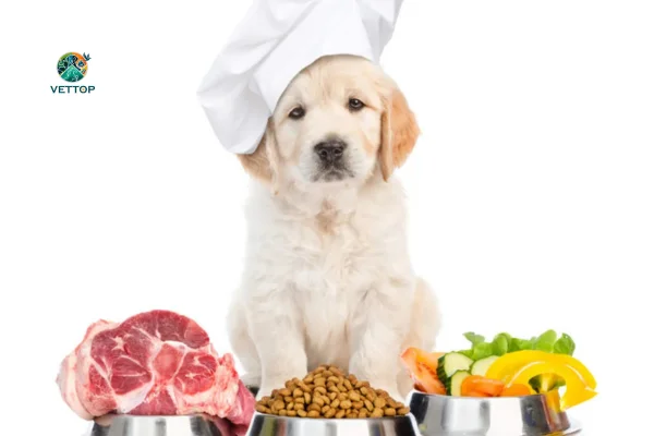 Como dar Proteína para Cachorro 1vettop% Como dar Proteína para Cachorro