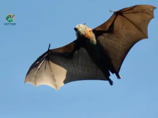 Curiosidades sobre Morcegos